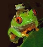 pic for Red eyed Tree Frog